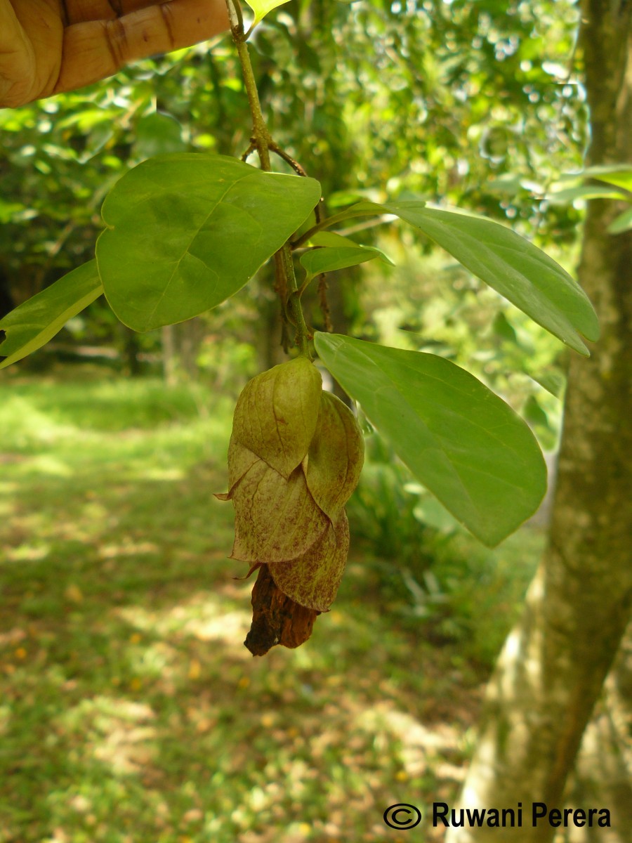 Gmelina philippensis Cham.